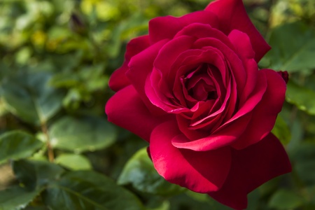 red roseの写真素材