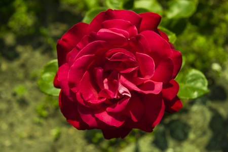 red roseの写真素材