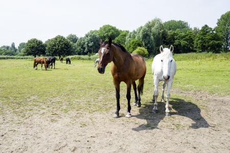 herd of horsesの写真素材
