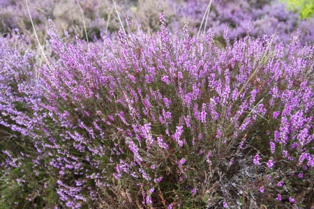 branches of a blossoming heather close upの写真素材