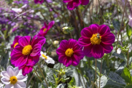 Beautiful colorful flower garden with various flowersの写真素材