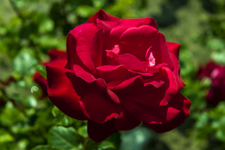 red roseの写真素材