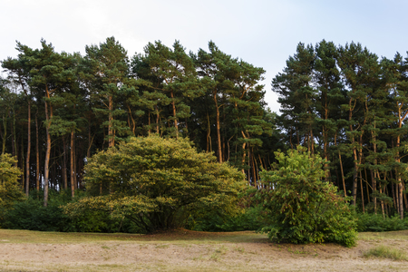 Dutch landscape in the eveningの写真素材