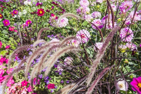 Beautiful colorful flower garden with various flowersの写真素材