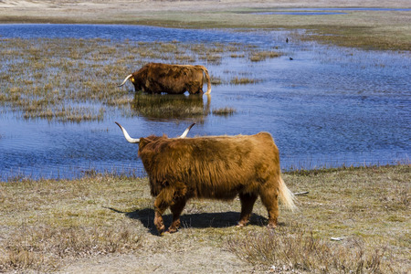 Cattle scottish Highlanders, Zuid Kennemerland, Netherlandsの写真素材
