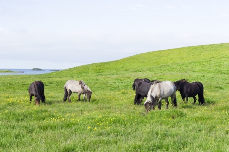 funny horses in the fields of Icelandの写真素材