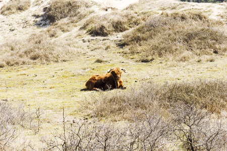 Cattle scottish Highlanders, Zuid Kennemerland, Netherlandsの写真素材