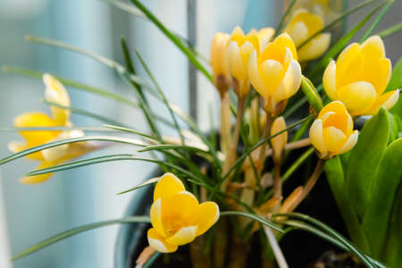 Yellow crocusesの写真素材