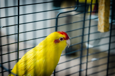 Red-fronted Kakariki parakeet yellow colored, goldcheck, (Cyanoramphus novaezelandiae), mailの写真素材