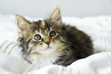 Cute tabby kitten sitting on the bed coverの写真素材