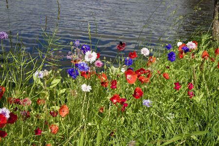 Wild flowers along the shore of a canal in summerの写真素材