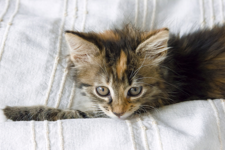 Cute tabby kitten sitting on the bed coverの写真素材