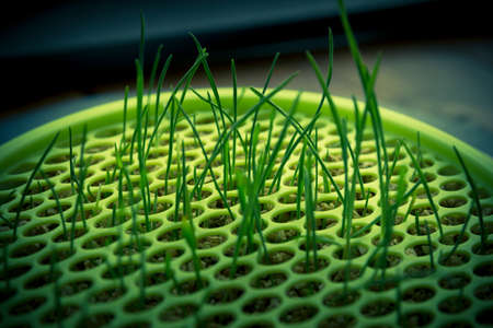 Green grass growing through plasticの写真素材