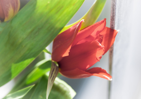Beautiful spring pink red tulipの写真素材