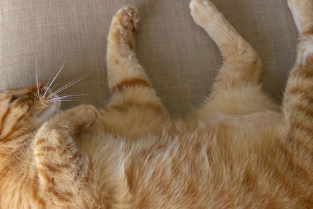 Ginger cat sleeping on the beige sofaの写真素材