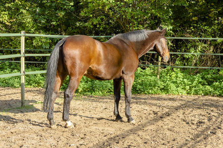 stallion portrait from the back of a brown draft horse in a manegeの写真素材