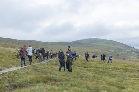 Cairngorm mountains, United Kingdom - July 27, 2019: The Cairngorm Reindeer Herd is Britain's only free-ranging herd of reindeer found in the Cairngorm mountains in Scotland.のeditorial素材