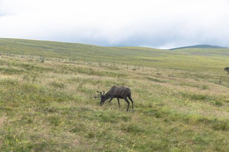The Cairngorm Reindeer Herd is free-ranging herd of reindeer in the Cairngorm mountains in Scotland.の写真素材