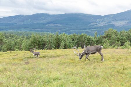 The Cairngorm Reindeer Herd is free-ranging herd of reindeer in the Cairngorm mountains in Scotland.の写真素材