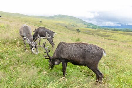 The Cairngorm Reindeer Herd is free-ranging herd of reindeer in the Cairngorm mountains in Scotland.の写真素材