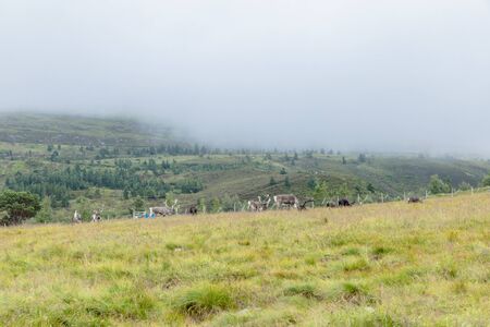The Cairngorm Reindeer Herd is free-ranging herd of reindeer in the Cairngorm mountains in Scotland.の写真素材