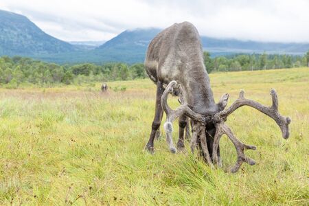 The Cairngorm Reindeer Herd is free-ranging herd of reindeer in the Cairngorm mountains in Scotland.の写真素材