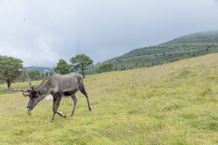 The Cairngorm Reindeer Herd is free-ranging herd of reindeer in the Cairngorm mountains in Scotland.の写真素材