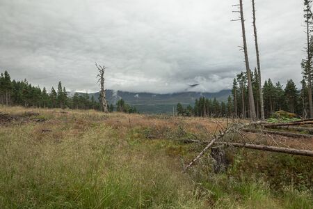The Cairngorm mountain forest after rain in Scotlandの写真素材
