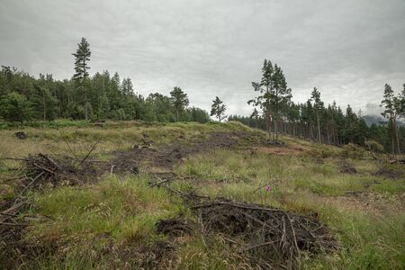 The Cairngorm mountain forest after rain in Scotland