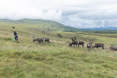 Cairngorm mountains, United Kingdom - July 27, 2019: The Cairngorm Reindeer Herd is Britain's only free-ranging herd of reindeer found in the Cairngorm mountains in Scotland.のeditorial素材
