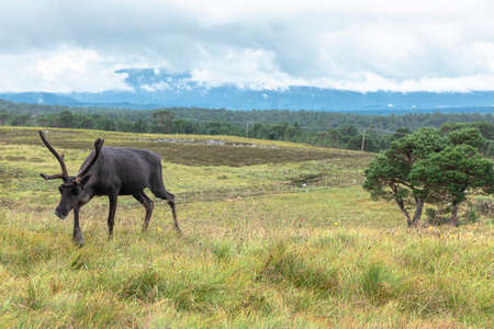 The Cairngorm Reindeer Herd is free-ranging herd of reindeer in the Cairngorm mountains in Scotland.の写真素材