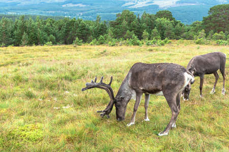 The Cairngorm Reindeer Herd is free-ranging herd of reindeer in the Cairngorm mountains in Scotland.の写真素材