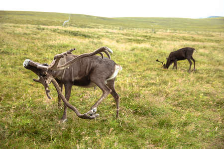 The Cairngorm Reindeer Herd is free-ranging herd of reindeer in the Cairngorm mountains in Scotland.の写真素材