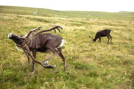 The Cairngorm Reindeer Herd is free-ranging herd of reindeer in the Cairngorm mountains in Scotland.の写真素材