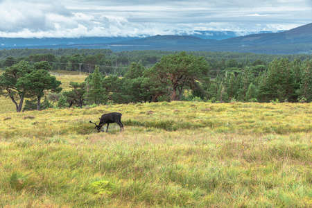 The Cairngorm Reindeer Herd is free-ranging herd of reindeer in the Cairngorm mountains in Scotland.の写真素材