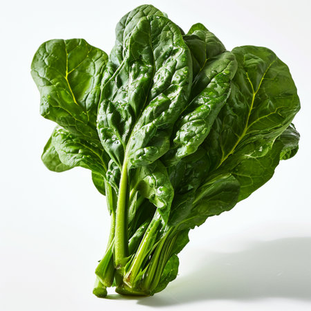 Bunch of fresh spinach isolated on white background. Studio shot.の素材