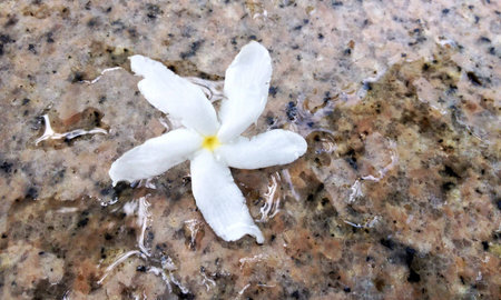 White flower on brown granite surfaceの素材