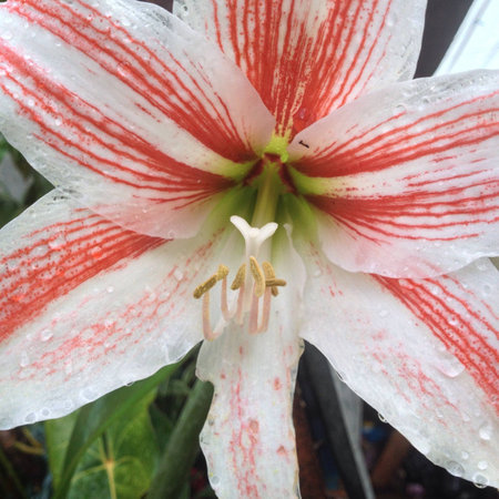 Rain drops on Lily の素材