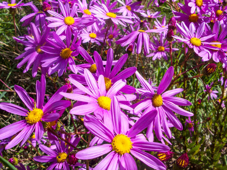 Electric Purpleの写真素材