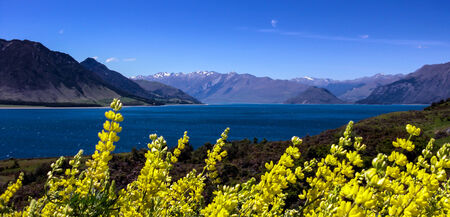 Lake and Yellow Flowersの写真素材