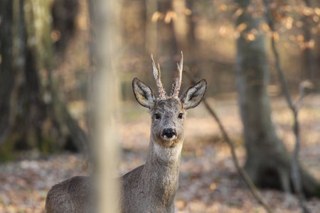 capreolus capreolusの写真素材