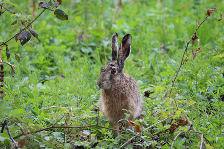 lepus europaeusの写真素材