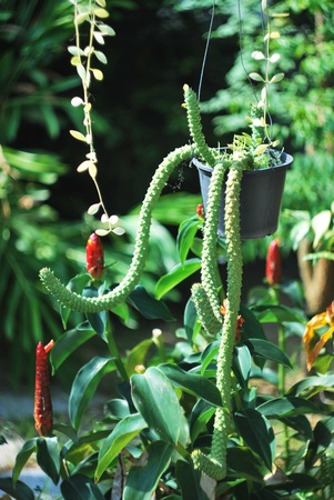 monadeniumの写真素材