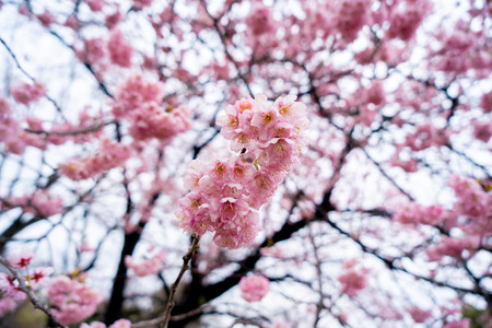 Amazing beautiful sakura bloom in japanの写真素材