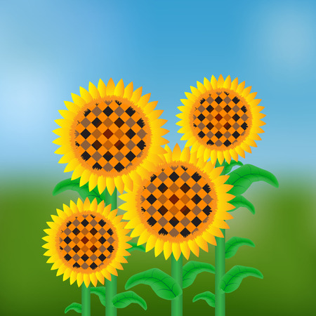 Yellow-brown sunflowers on a background of blue sky and green meadowのイラスト素材