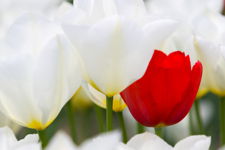 Tulip flowerの写真素材