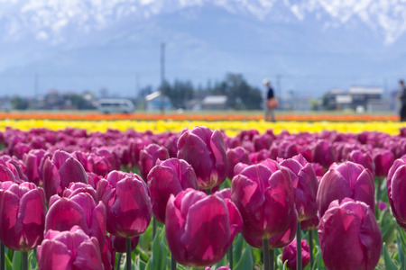 Tulip flowerの写真素材