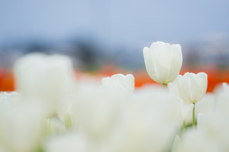 Tulip flowerの写真素材