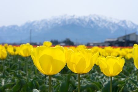 Tulip flowerの写真素材