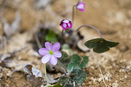 Mealy Primroseの写真素材